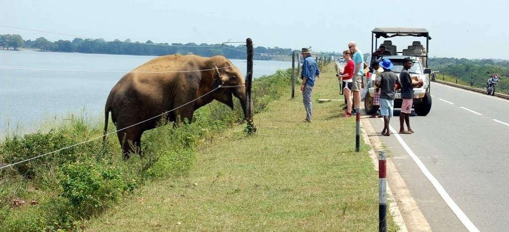 Elefant scăpat din Parcul Naţional Udawalawe
