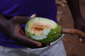 Breadfruit (copacul de pâine)