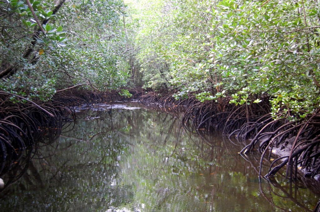Padure de mangrove